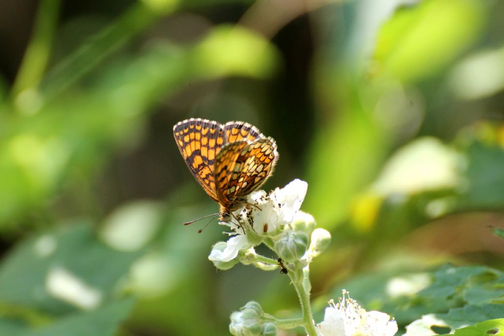 Tutte Melitaea athalia?...quasi...Melitaea nevadensis!